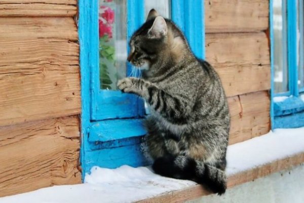 Не могу зайти на сайт кракен