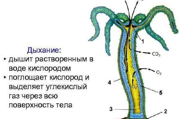 Как зайти на кракен с телефона