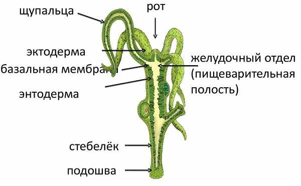 Кракен верификация